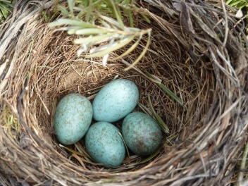 blackbird-nest-2206124_960_720